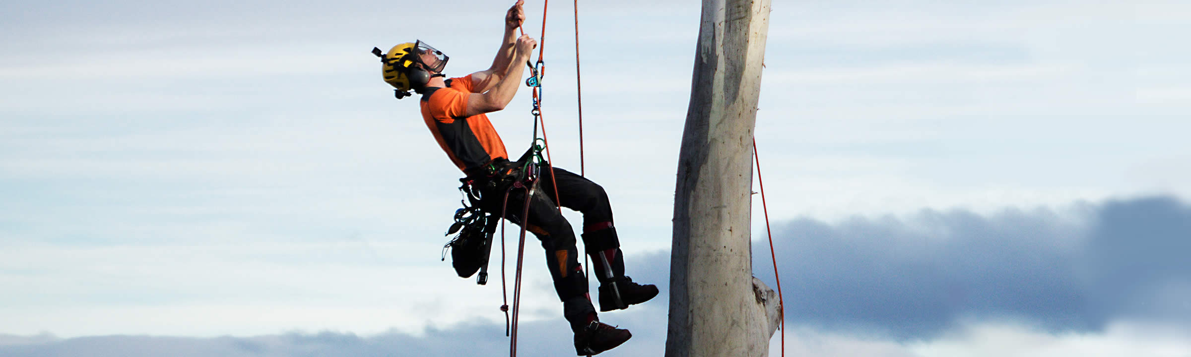 Arborist climbing tree