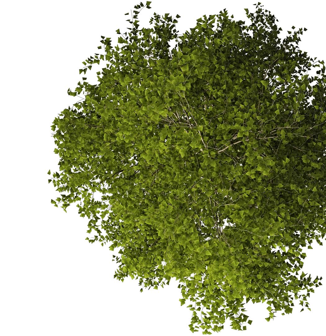 Tree work in progress